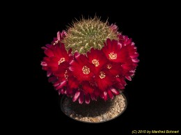 Sulcorebutia purpurea v. purpurea WR464 2277